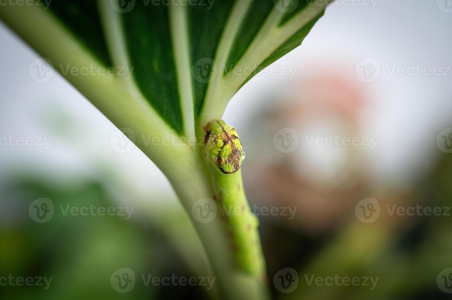 Caterpillar mimics snake head crawling on plant leaf. photo