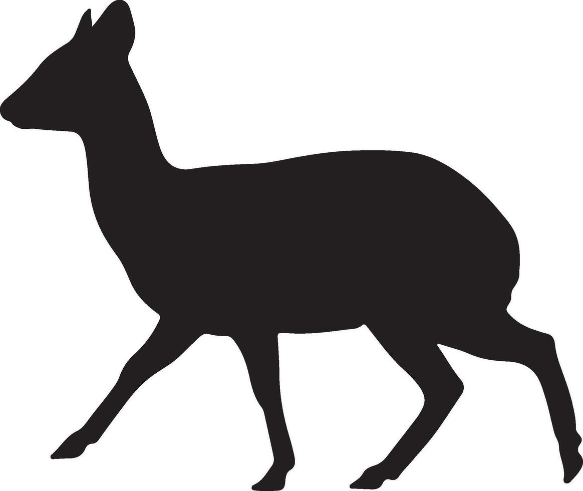 Silhouette of a Klipspringer on a white background vector