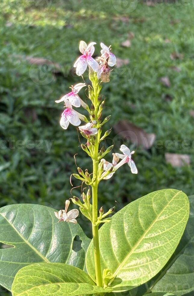 Pseuderanthemum Flower and Leaf for Botanical and Design Use photo