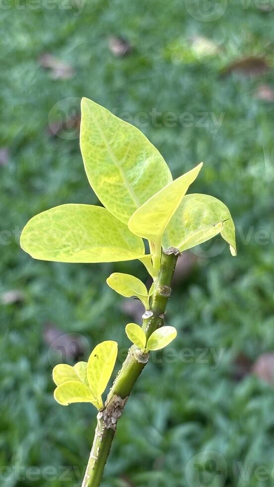 Macro of Pseuderanthemum Leaf for Botanical and Design Use photo