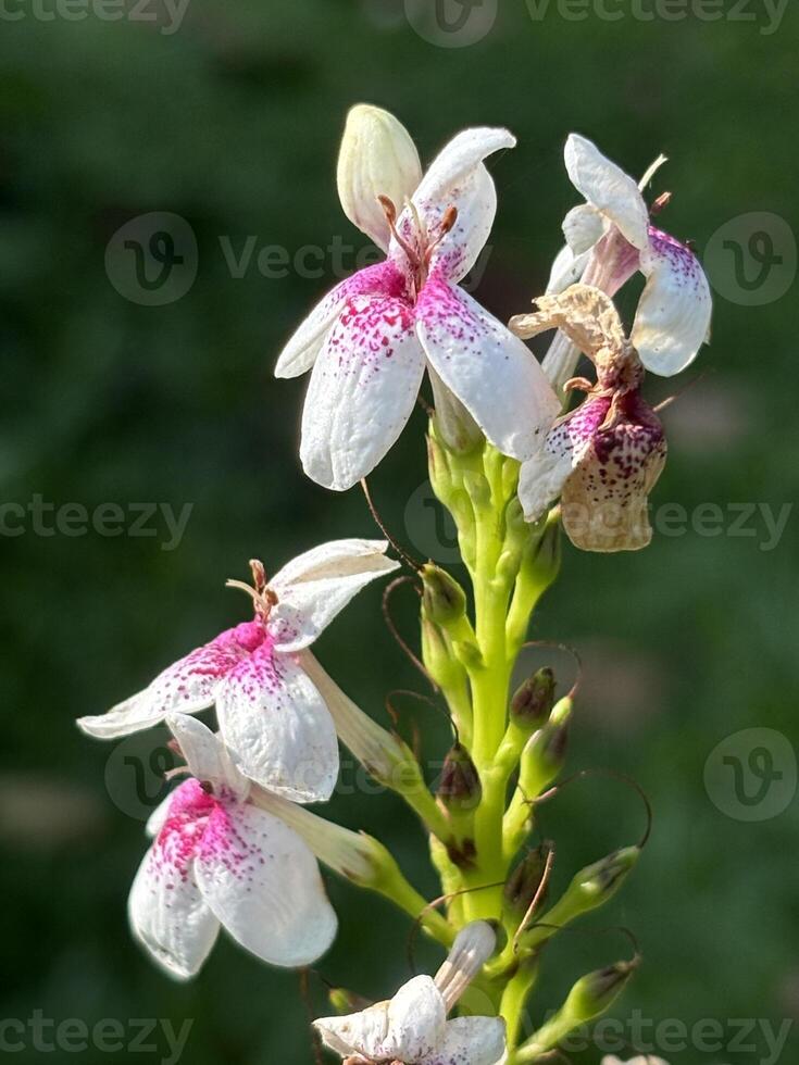 Macro of Pseuderanthemum Extra Large Flower for Botanical and Design Use photo