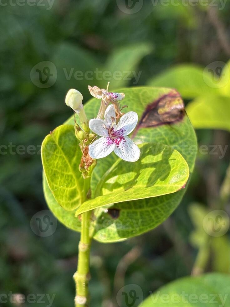 Macro of Pseuderanthemum Flower and Leaf for Botanical and Design Use photo