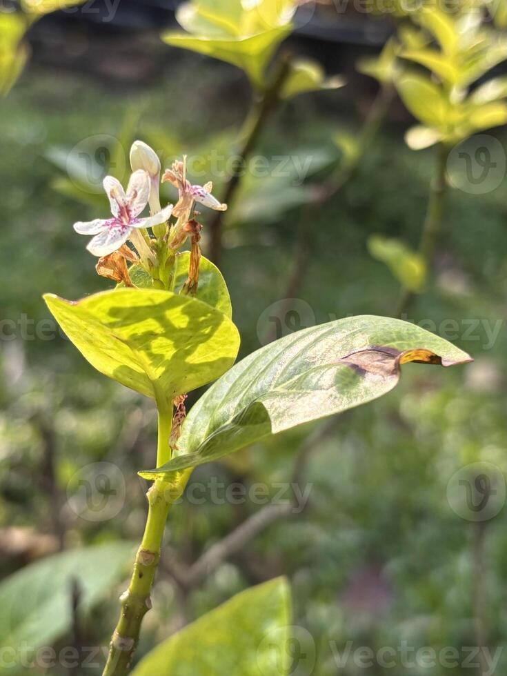 Macro of Pseuderanthemum Flower and Leaf for Botanical and Design Use Side View photo
