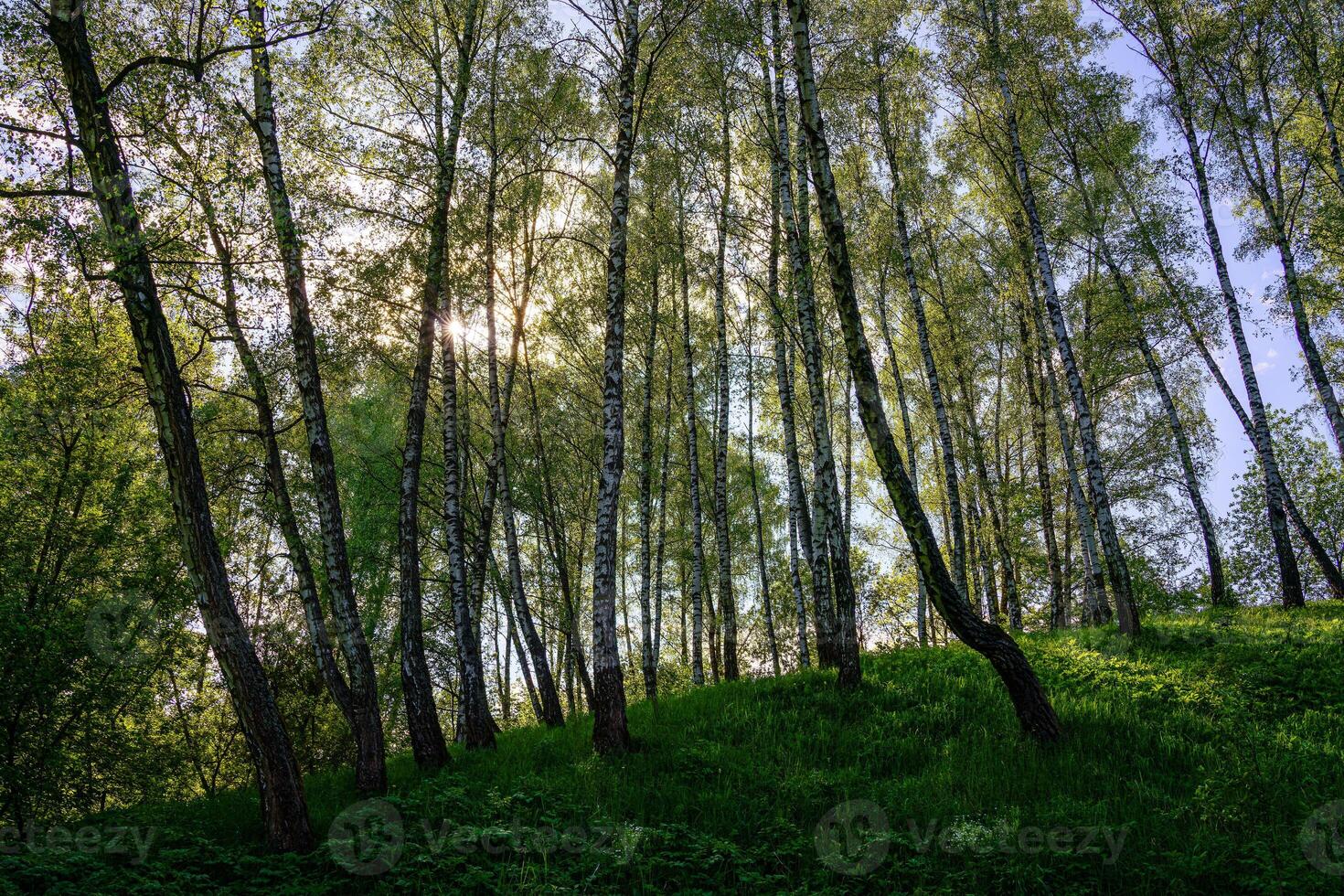 Sunlight through the tall birch trees in a lush green forest, creating a serene and captivating natural landscape for nature enthusiasts. photo