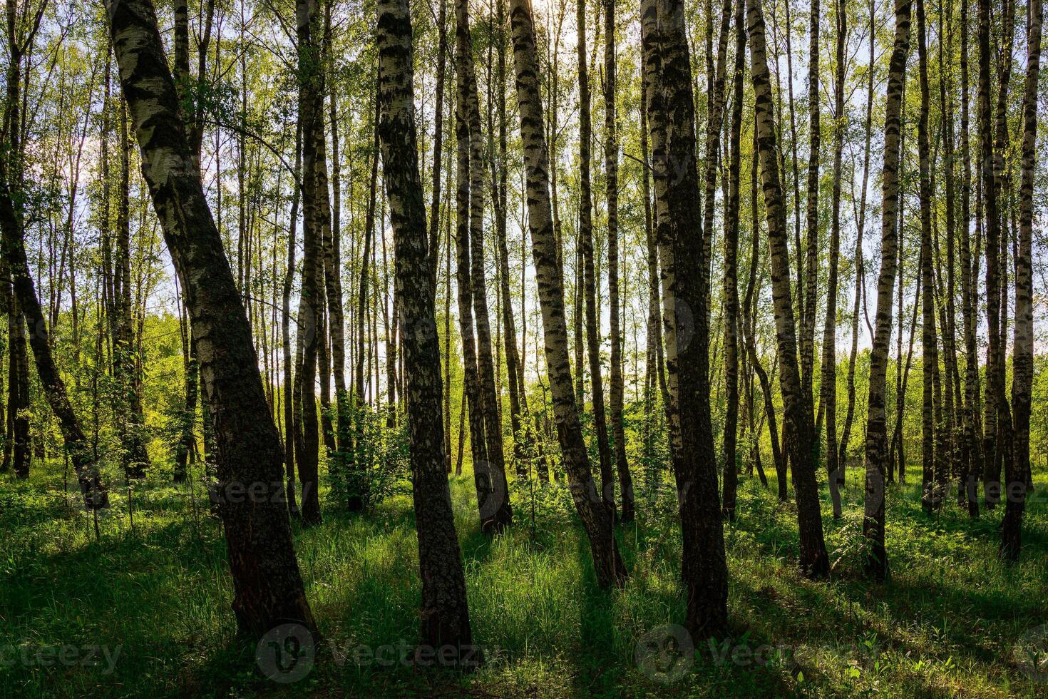 Sunlight filtering through the tall birches in a lush green forest, creating a serene and captivating natural landscape for nature enthusiasts. photo