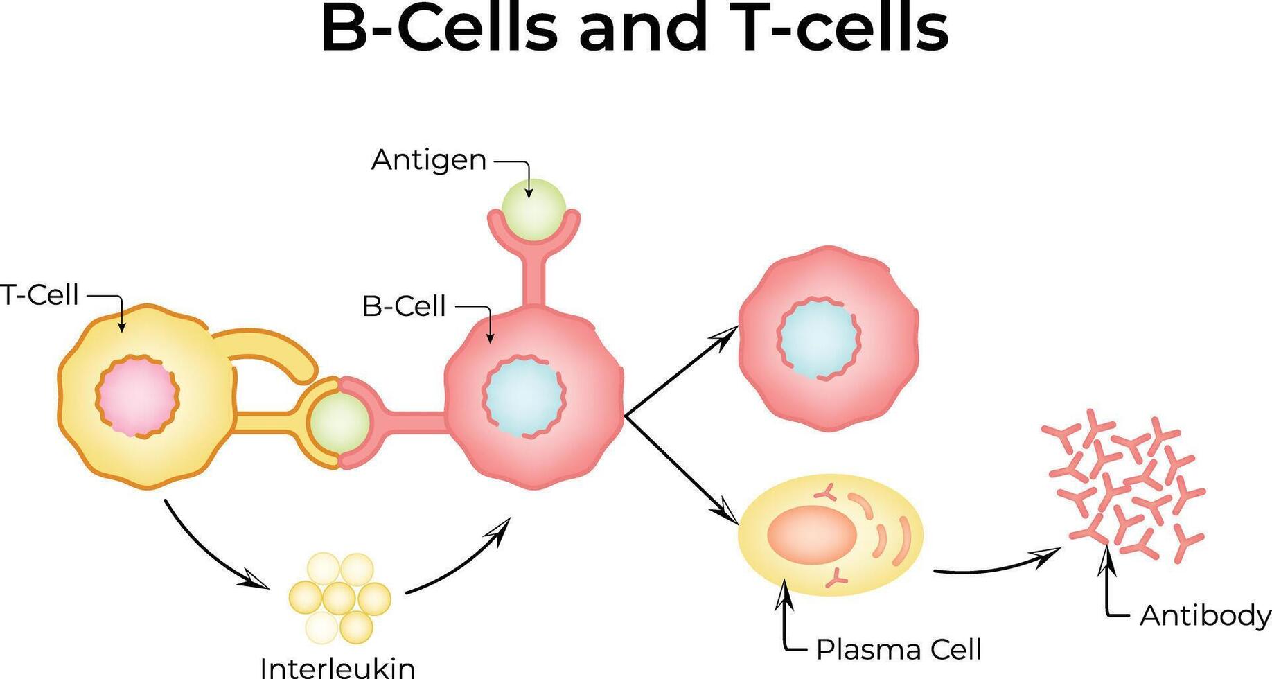 B5B-Cells and T-cells Interaction Design Illustration vector