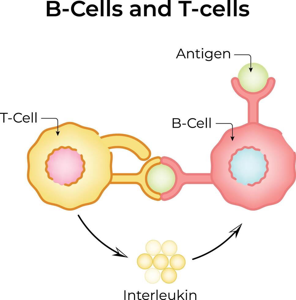 B Cells and T cells Interaction Illustration vector