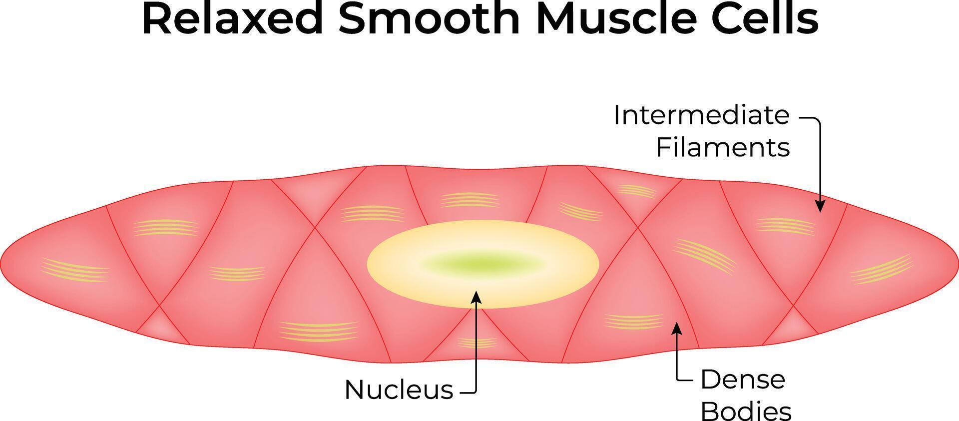 B51Relaxed Smooth Muscle Cell Illustration Design vector