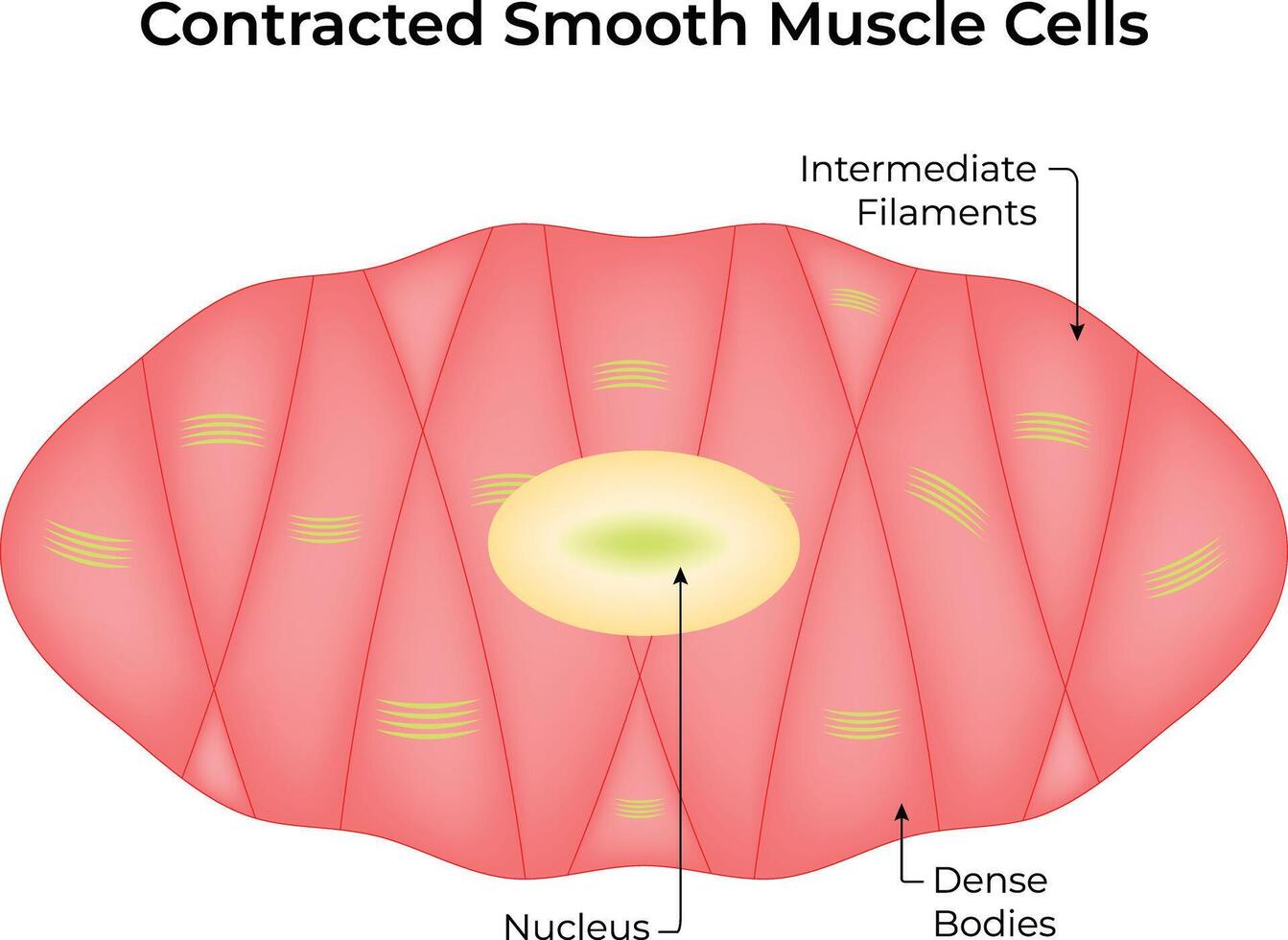 Contracted Smooth Muscle Cell, Illustration Design vector