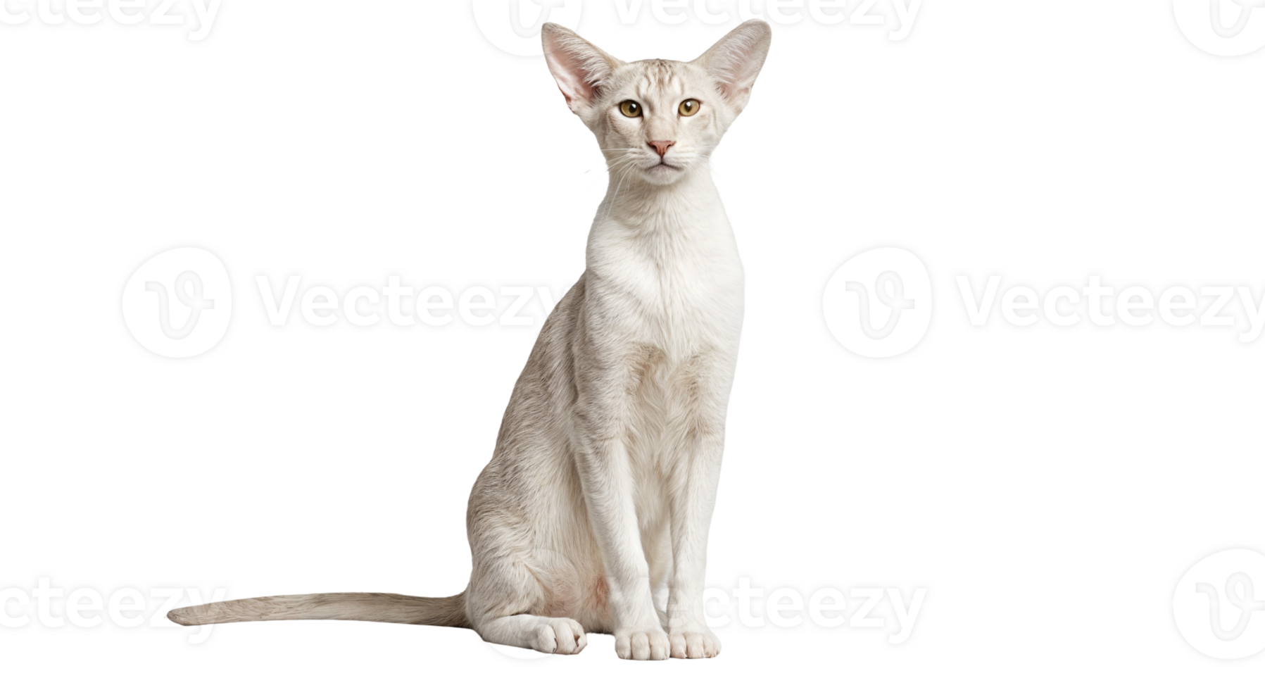 Cream Oriental Shorthair Cat Sitting On Transparent Background png