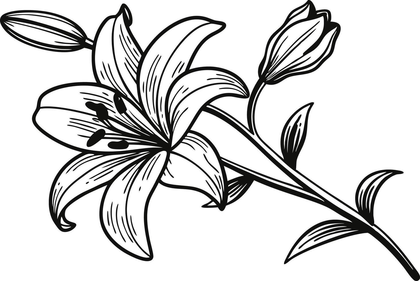 Delicate Botanical Lily Flower Drawing for Graphics vector