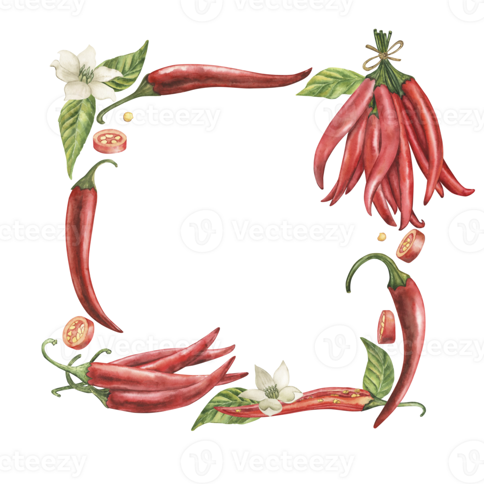 A square frame of red hot chili peppers with flowers, leaves, and spices. The watercolor illustration with fruits, pieces, and seeds of cayenne pepper is hand drawn in a botanical style. For packaging png