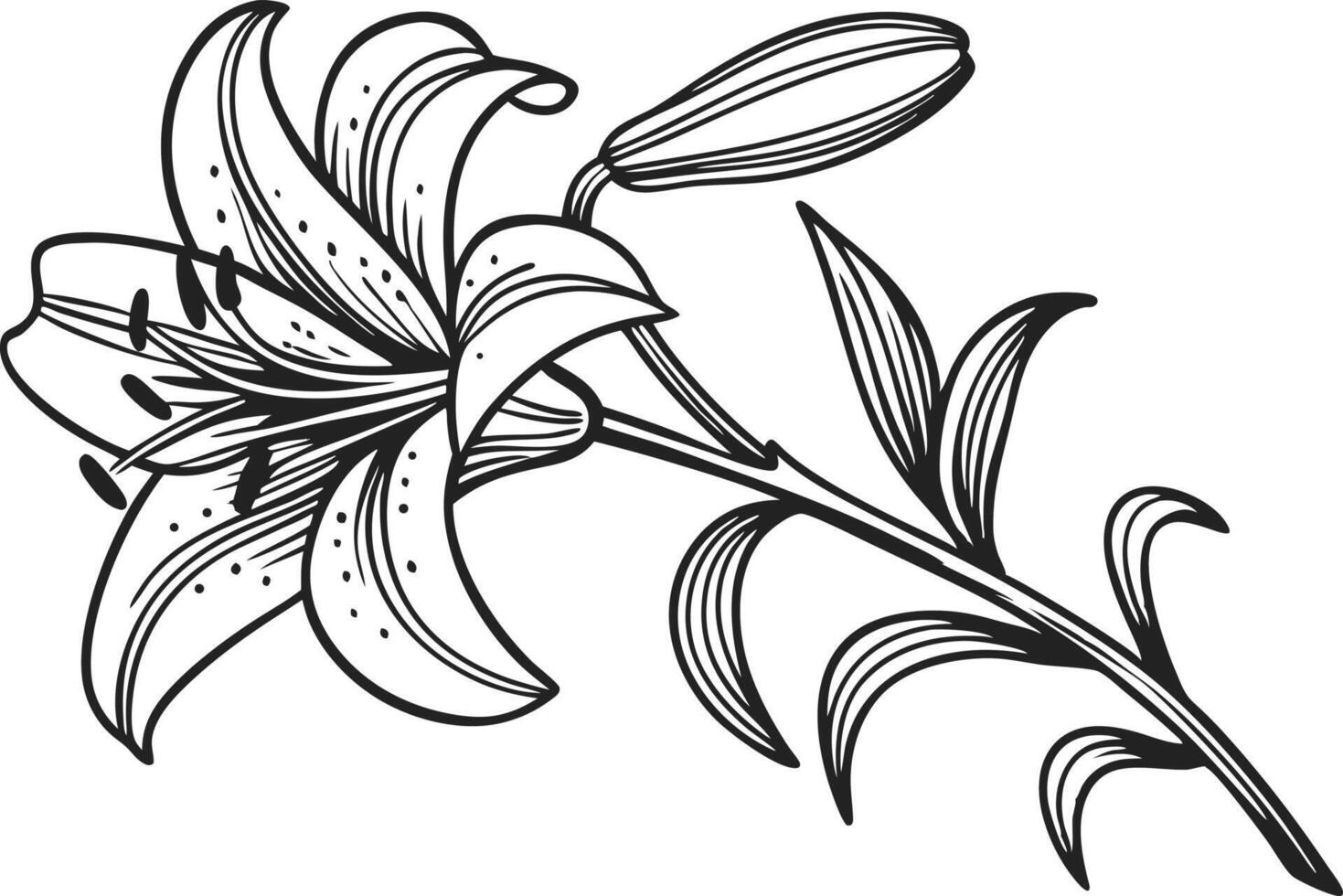 Elegant Lily Flower Illustration with Natural Details vector