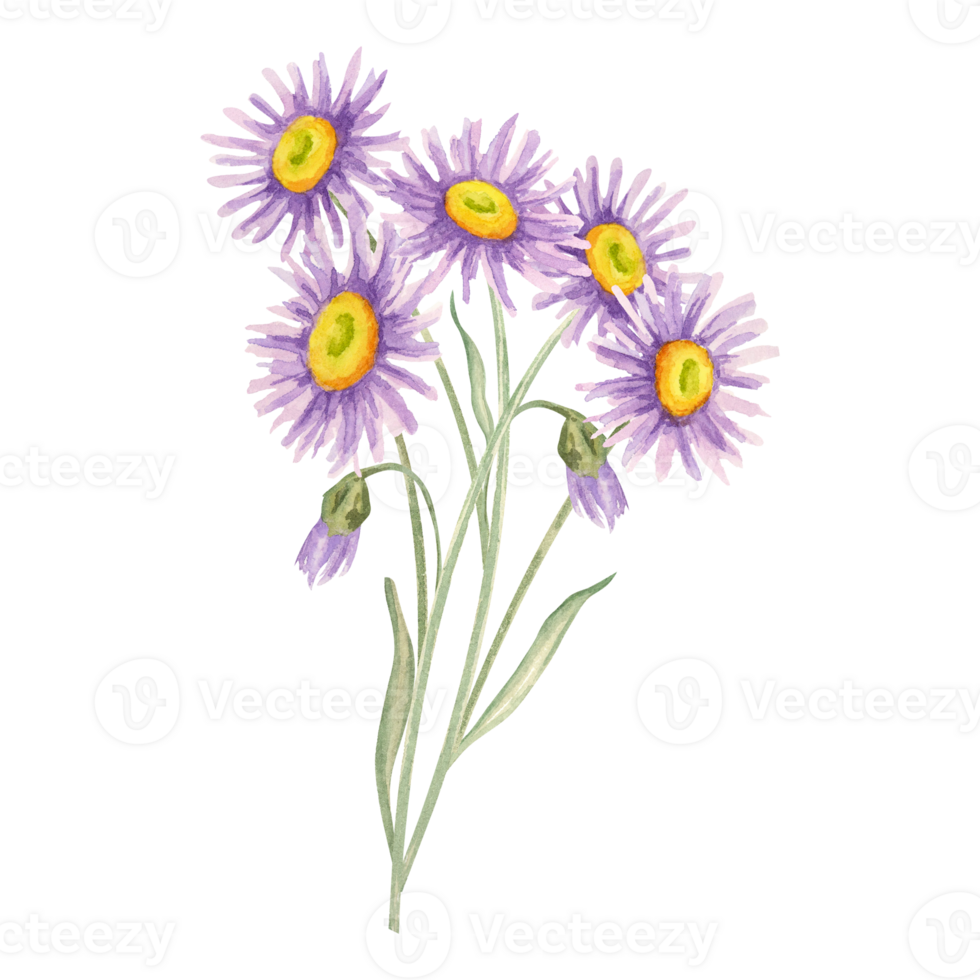 Watercolor illustration of violet aster flowers with green stems and yellow centers. Wildflower bouquet clipart Ideal for scrapbooking, wedding stationery, cosmetic labels, botanical-themed branding. png
