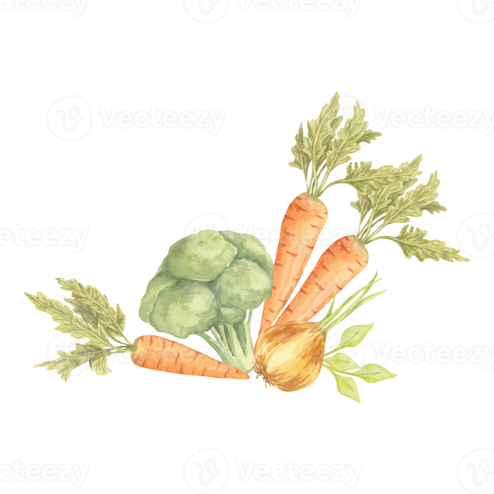 Watercolor illustration of green broccoli, orange carrots, and golden onions in a compact vegetable bunch. Excellent for product labels, recipe cards, or eco-conscious culinary packaging png