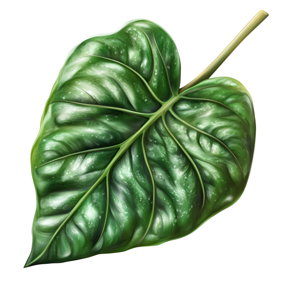 Raw Palak Leaf Nutritious Garden Produce With Transparent Background png