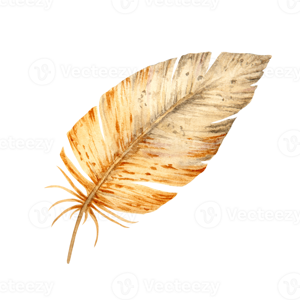 Watercolor illustration of a single brown feather with soft texture and fine details. Natural and artistic element for spring designs, wildlife themes, and eco-friendly creative projects. png