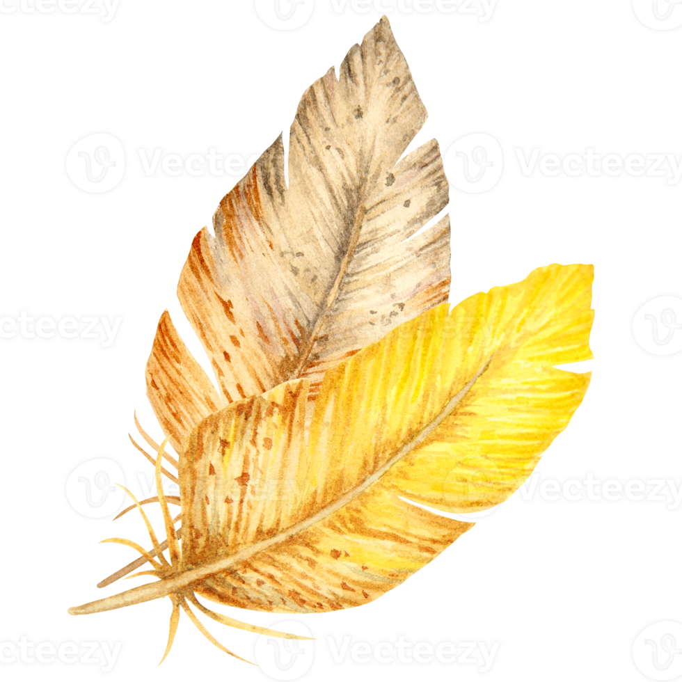 Watercolor illustration of two bird feathers in warm yellow and brown tones. Natural hand-painted composition suitable for spring designs, boho style, Easter decor, and rustic nature projects. png