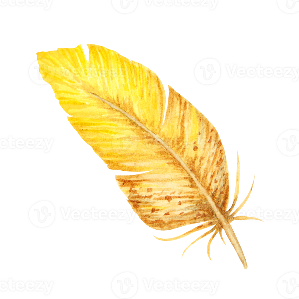 Watercolor illustration of a yellow and brown bird feather with soft texture and natural shape. Ideal for spring, boho, Easter, wildlife or rustic-themed designs and decorative compositions. png