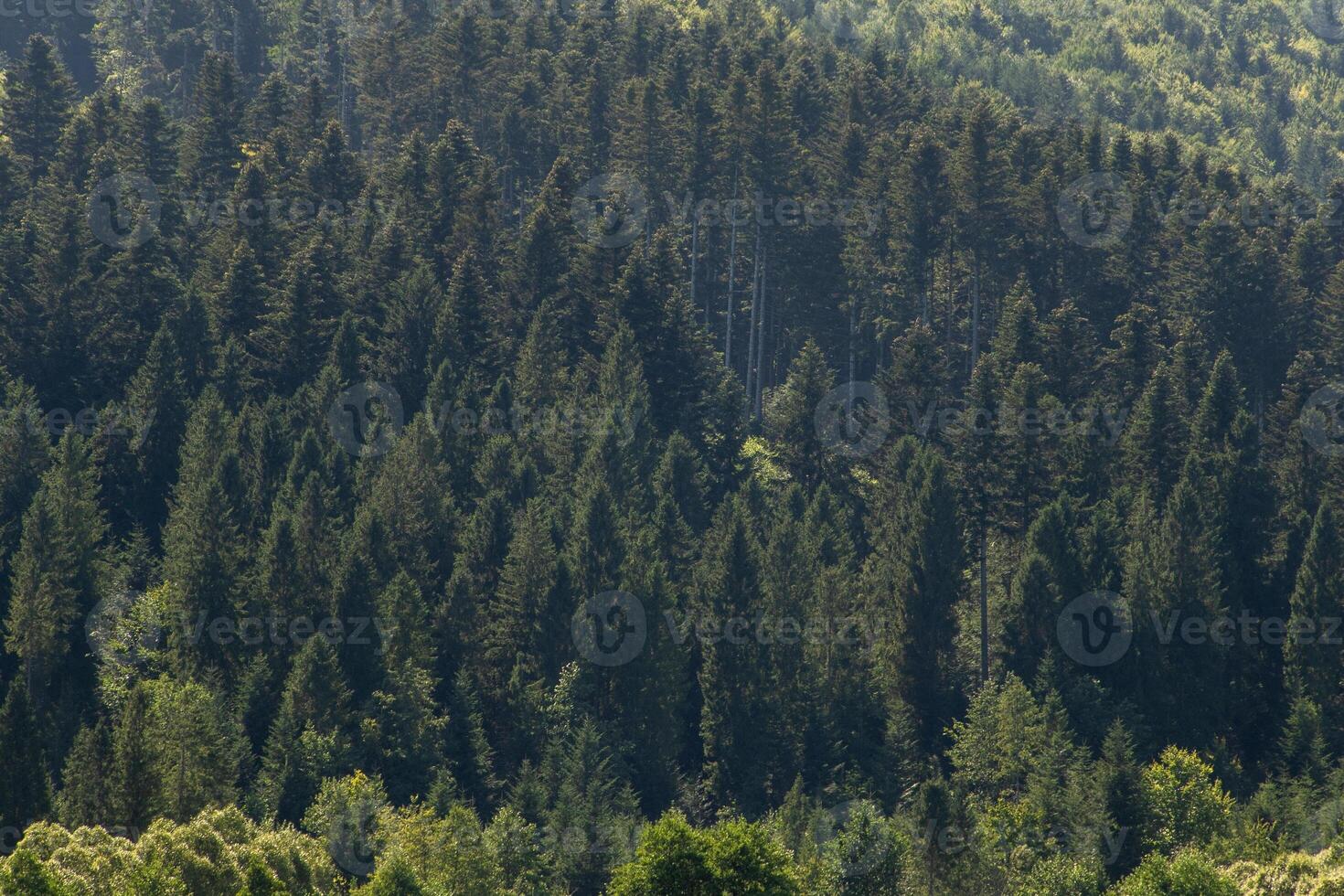 Smereka plant. Mountains ranges in the Carpathians. Hills, forest trees photo