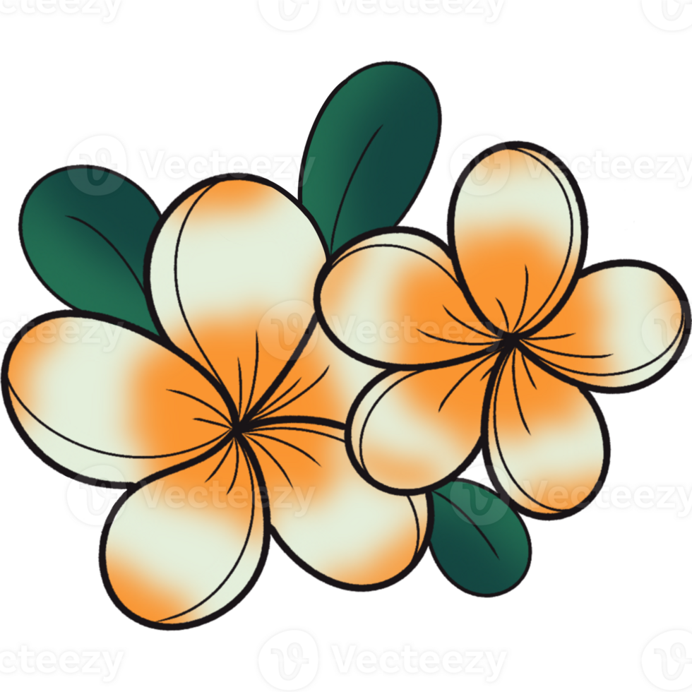 The illustration of a frangipani flower png