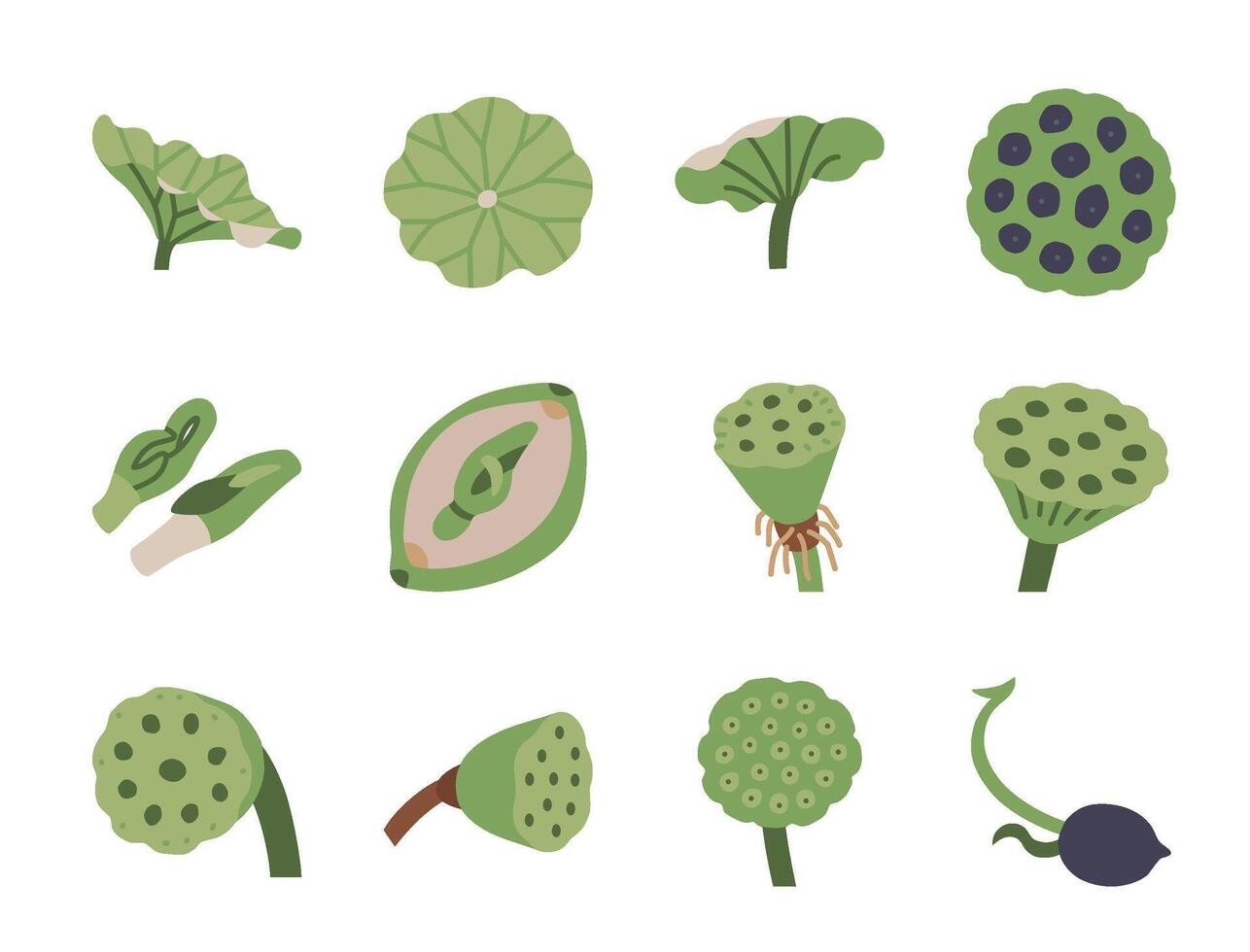 various green plants and fruits illustration vector