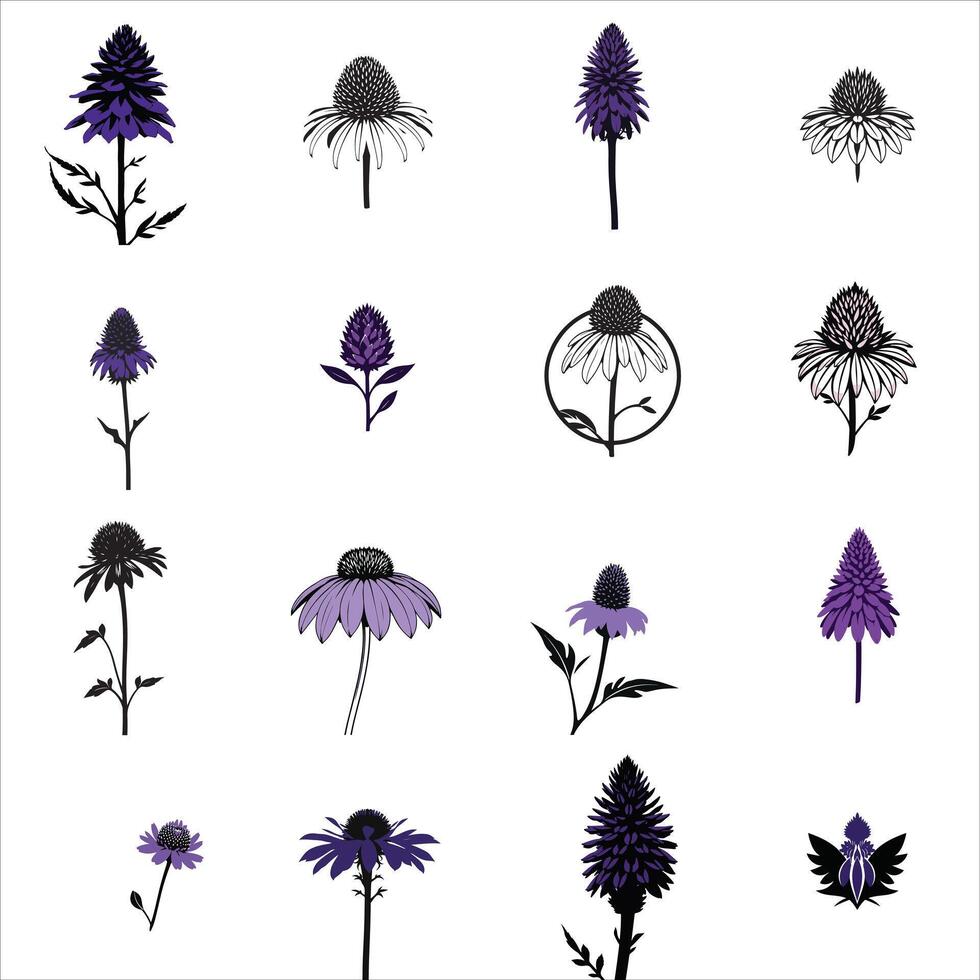 Purple coneflower flowers set of illustrations vector