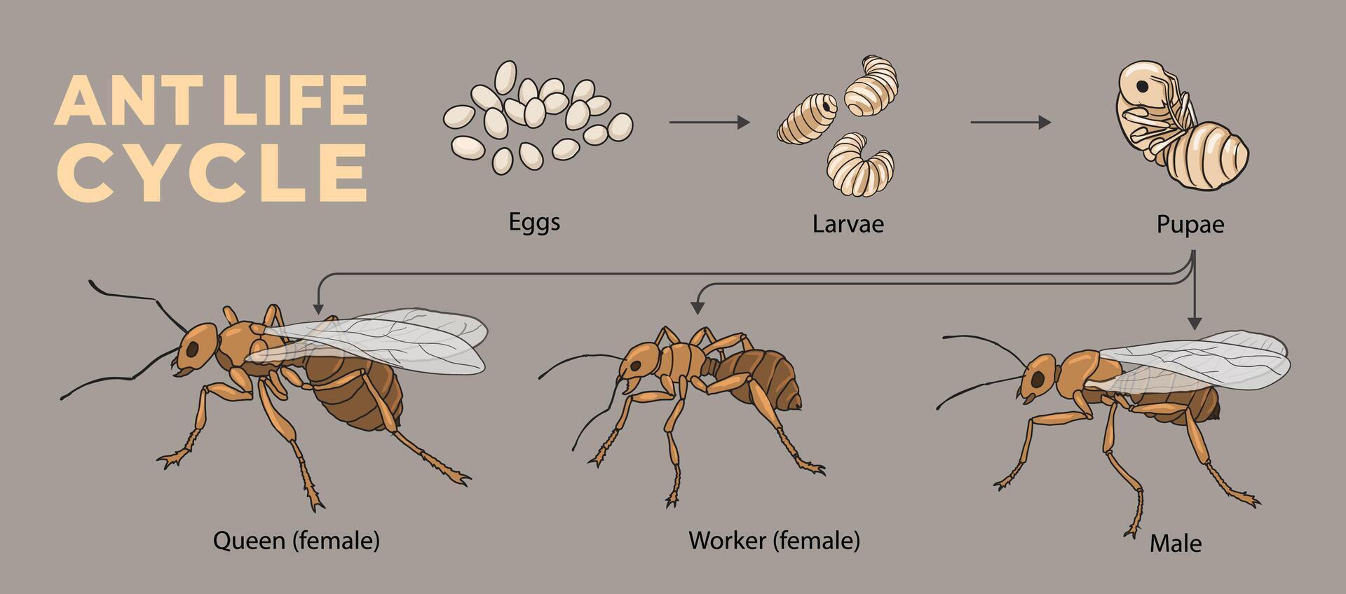 illustration of ant life cycle diagram vector