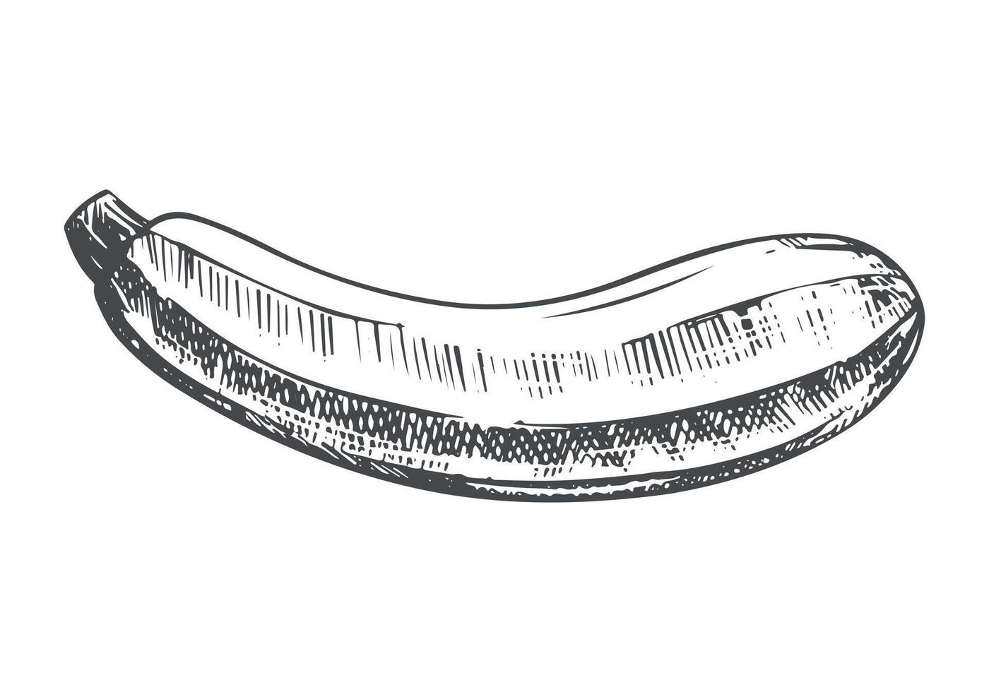 sketch of squash. Ripe vegetable in engraving technique. Zucchini sketch in ink on white background. Clipart for farm product design. vector