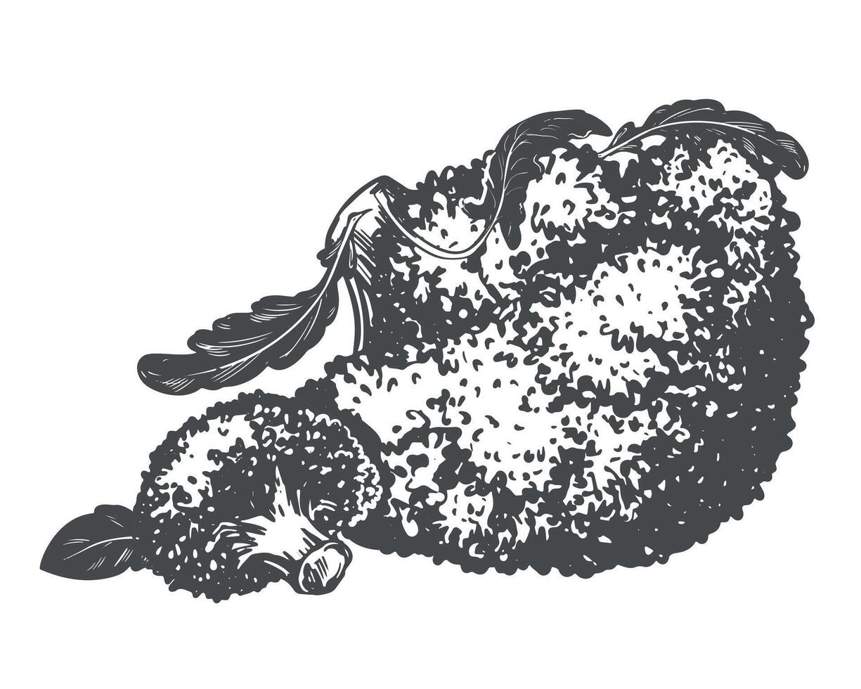 Broccoli lying on the table. sketch of cabbage and pieces in ink. Imitation of old engraving technique. Black and white drawing of cauliflower with leaves on white background. vector