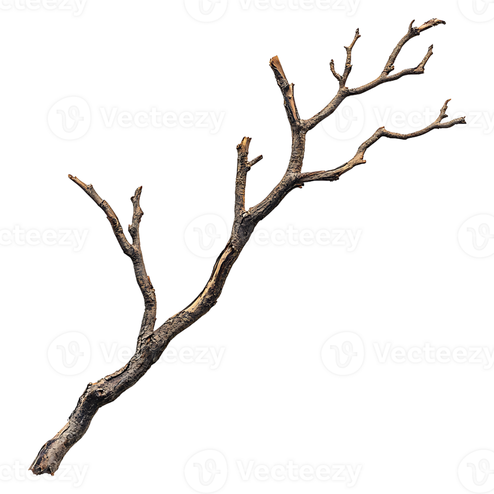 Bare brown tree branch has multiple stems on transparent background png