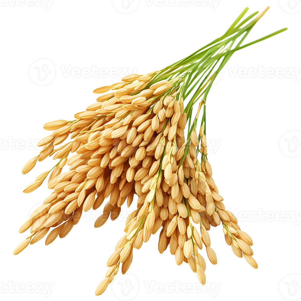 Golden rice ears gracefully cascade down on transparent background png