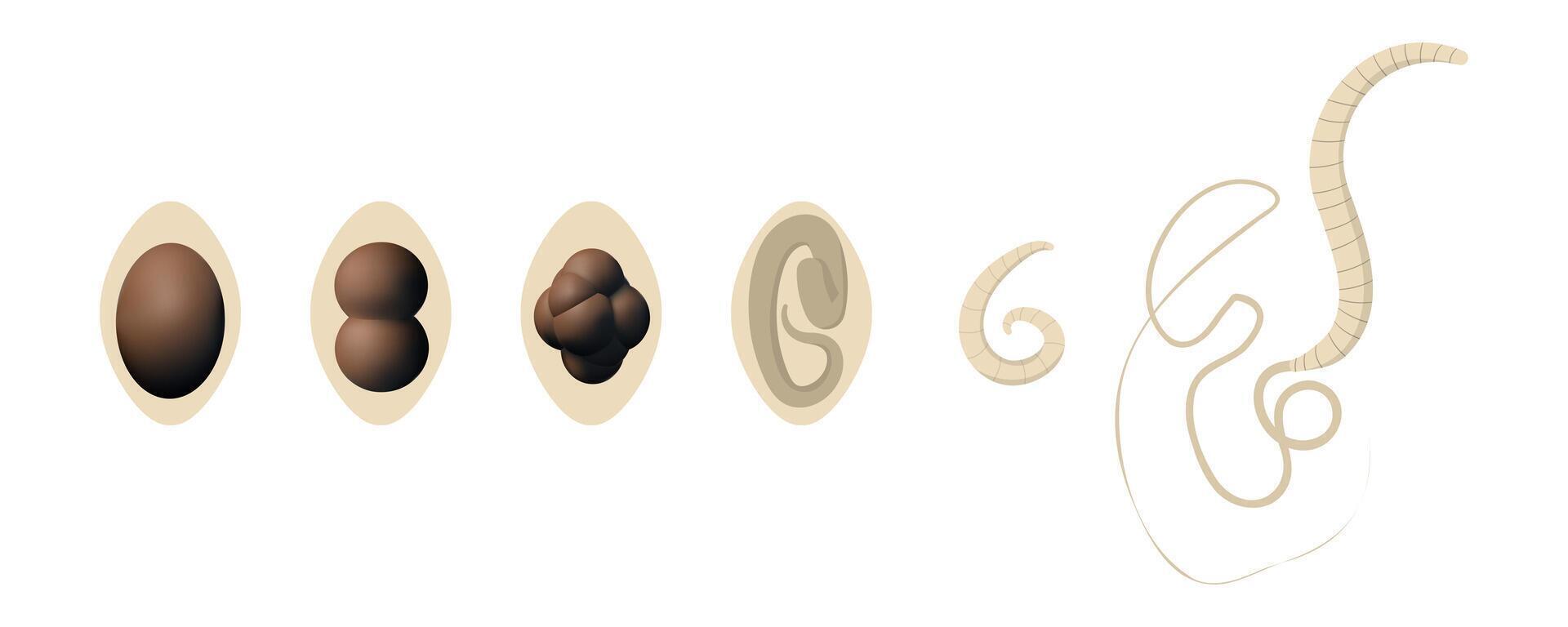 Complete life cycle of human whipworm Trichuris trichiura, parasitic roundworm that causes trichuriasis, showing different stages of development from egg to larva to adult worm vector