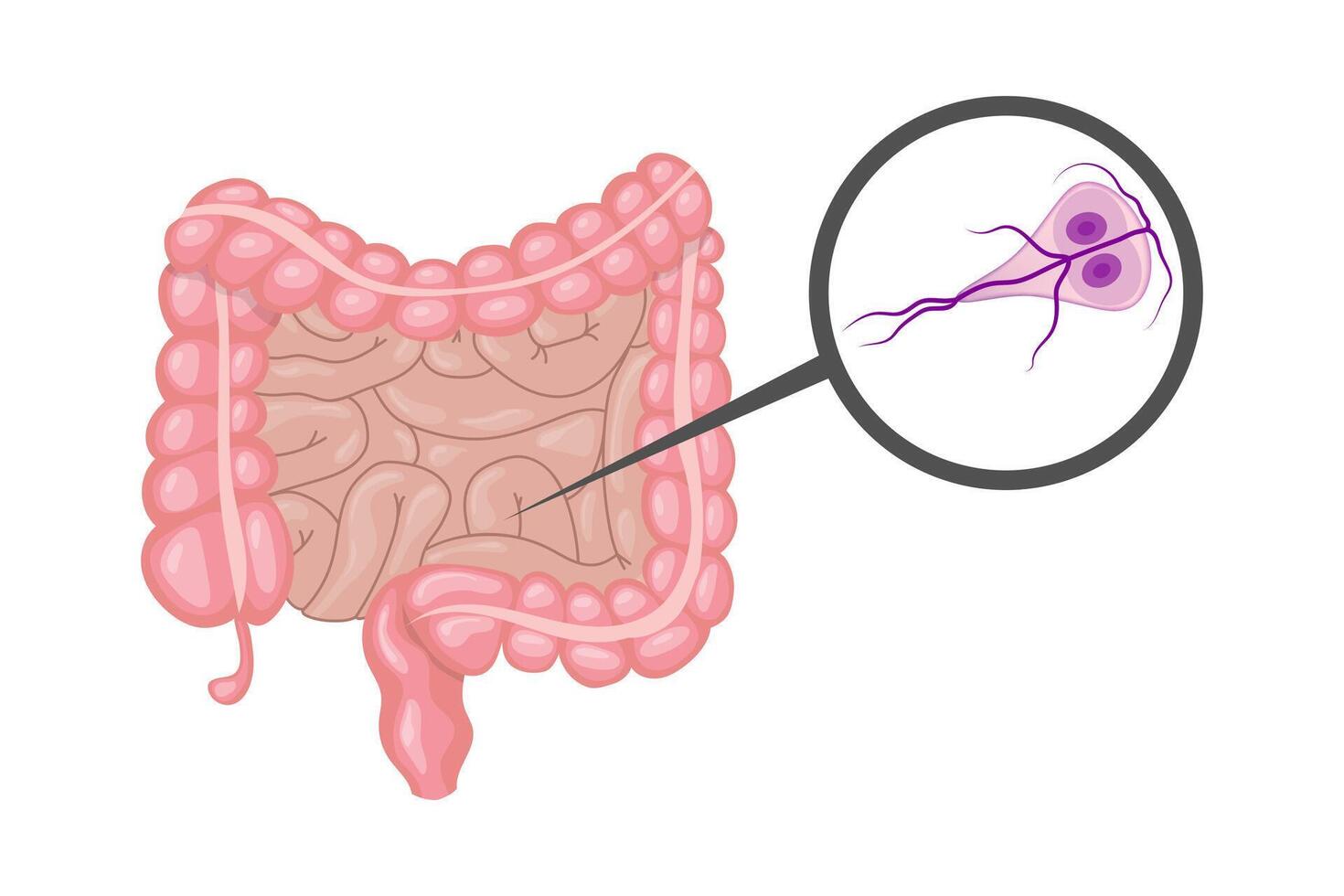 Magnifying glass showing giardia lamblia, microscopic parasite causes giardiasis, diarrheal infection of small intestine, human digestive system vector