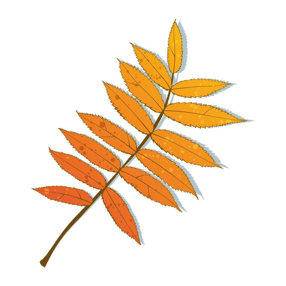 Hand-drawn autumn colored rowan leaves isolated on white background. Flat line style illustration. vector
