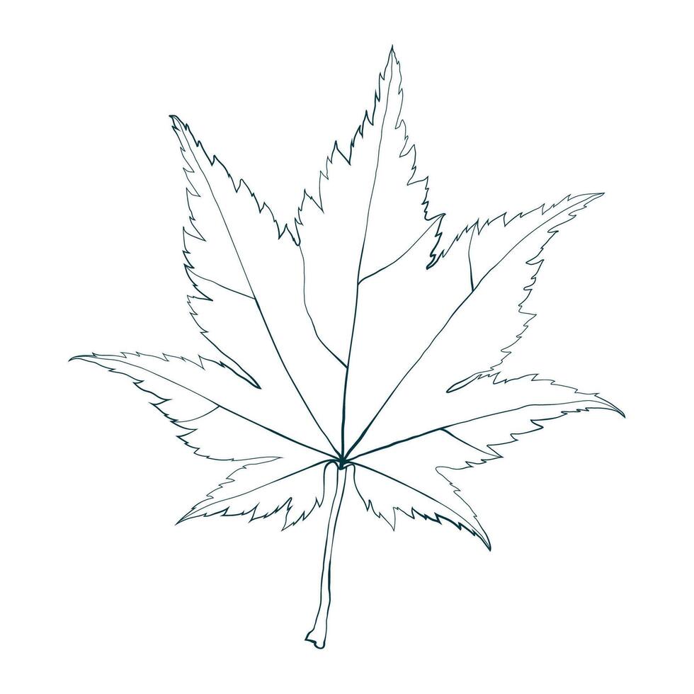 Hand-drawn maple leaf line contour isolated on white background. Flat line style illustration. vector