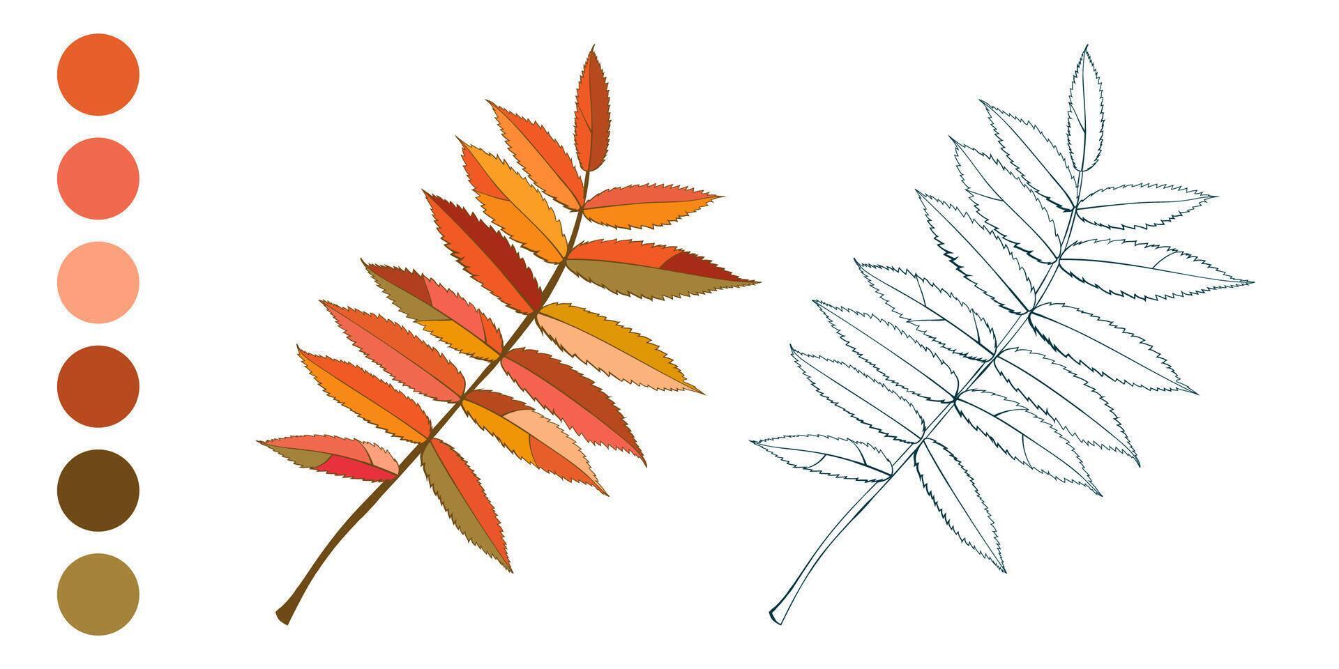 Set of hand-drawn fall colored rowan autumn leaves isolated on white background. Flat styles illustration. vector