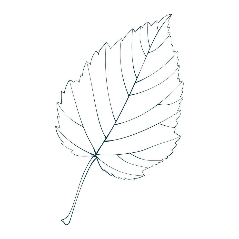 Hand-drawn maple leaf contour isolated on white background. Flat line style illustration. vector
