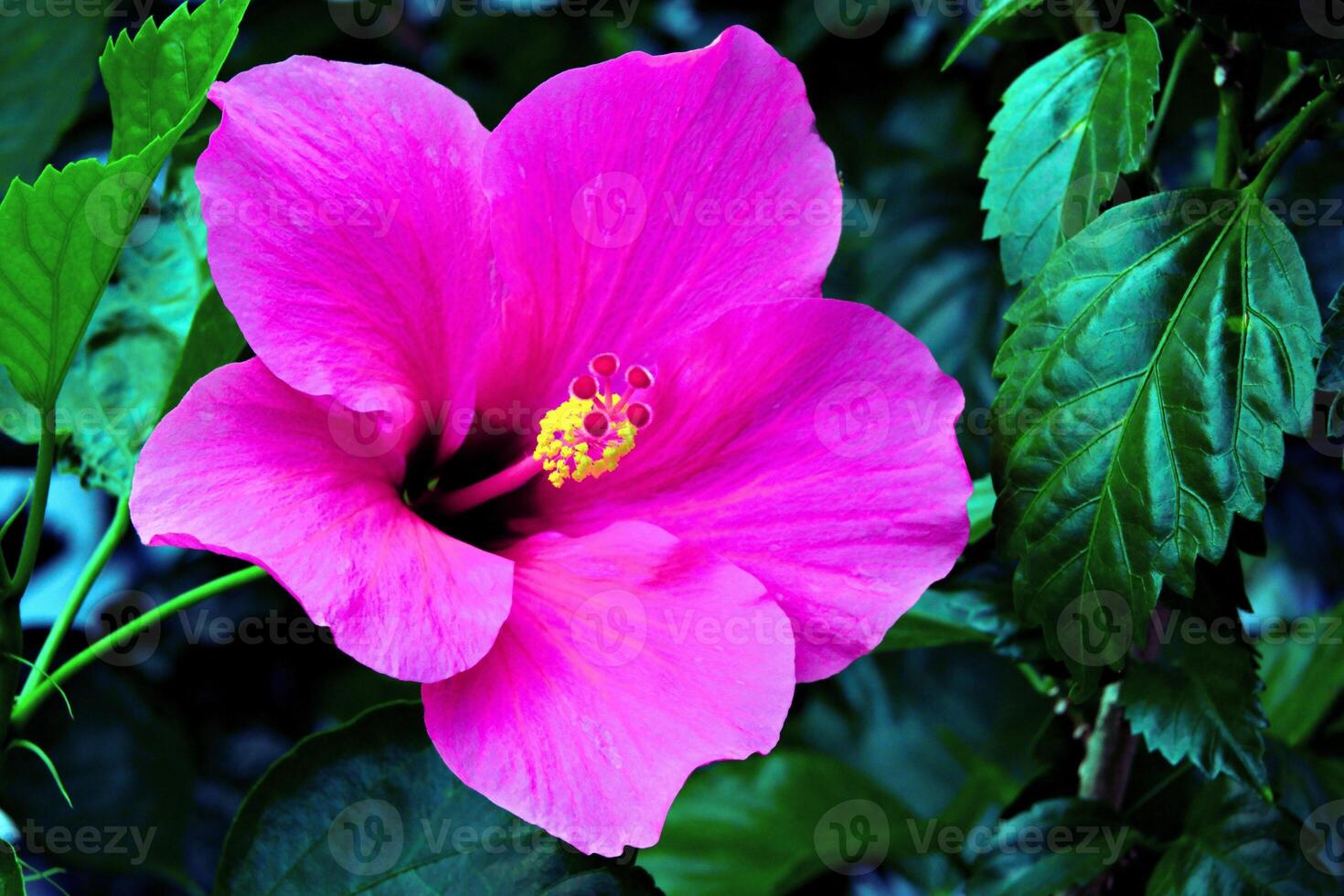 Radiant Bloom The Beauty of Hibiscus Flowers photo