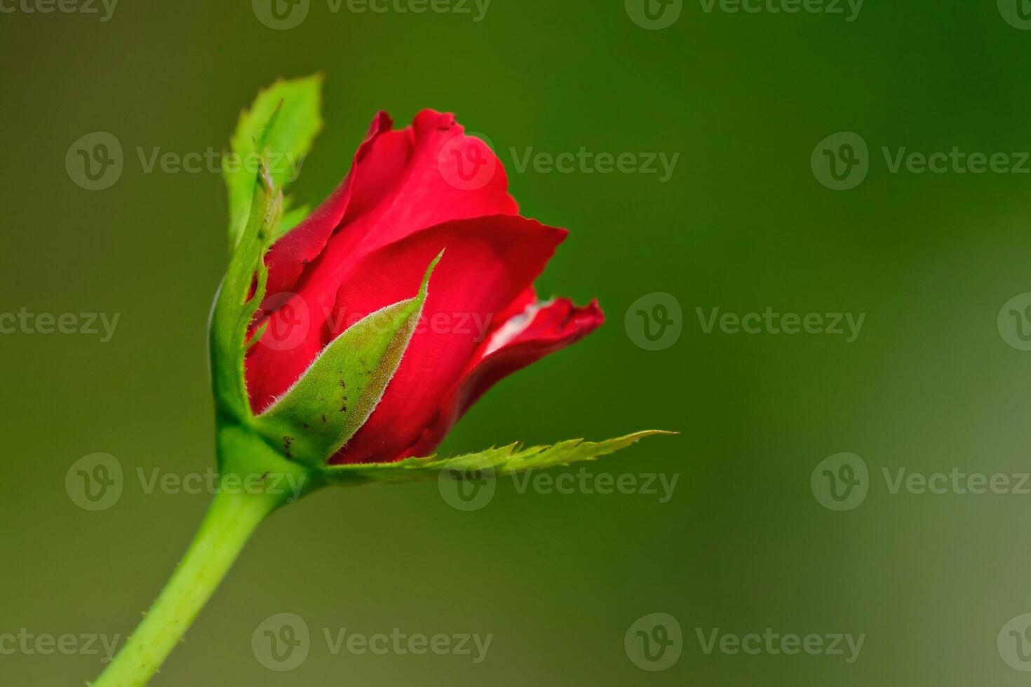 Love in Petals The Story of a Red Rose photo
