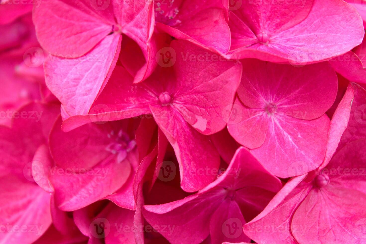 Blush in Bloom The Grace of the Pink Flower photo