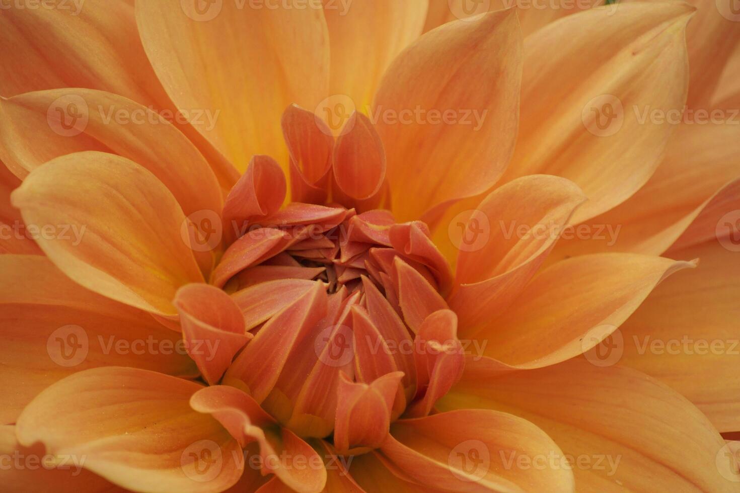Floral Majesty Striking Beauty of the Dahlia Bloom photo