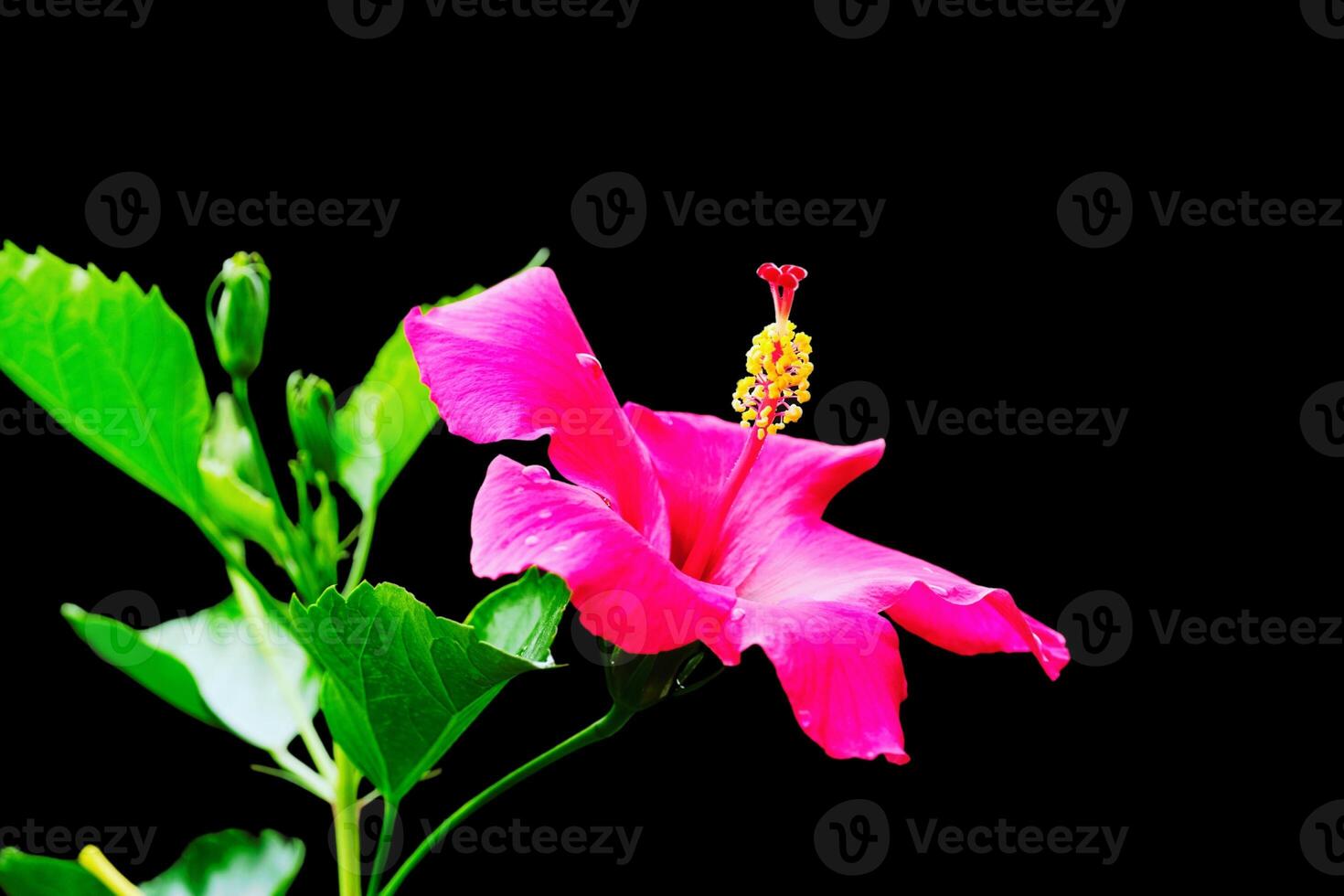 Scarlet Charm The Vibrance of Hibiscus Petals photo