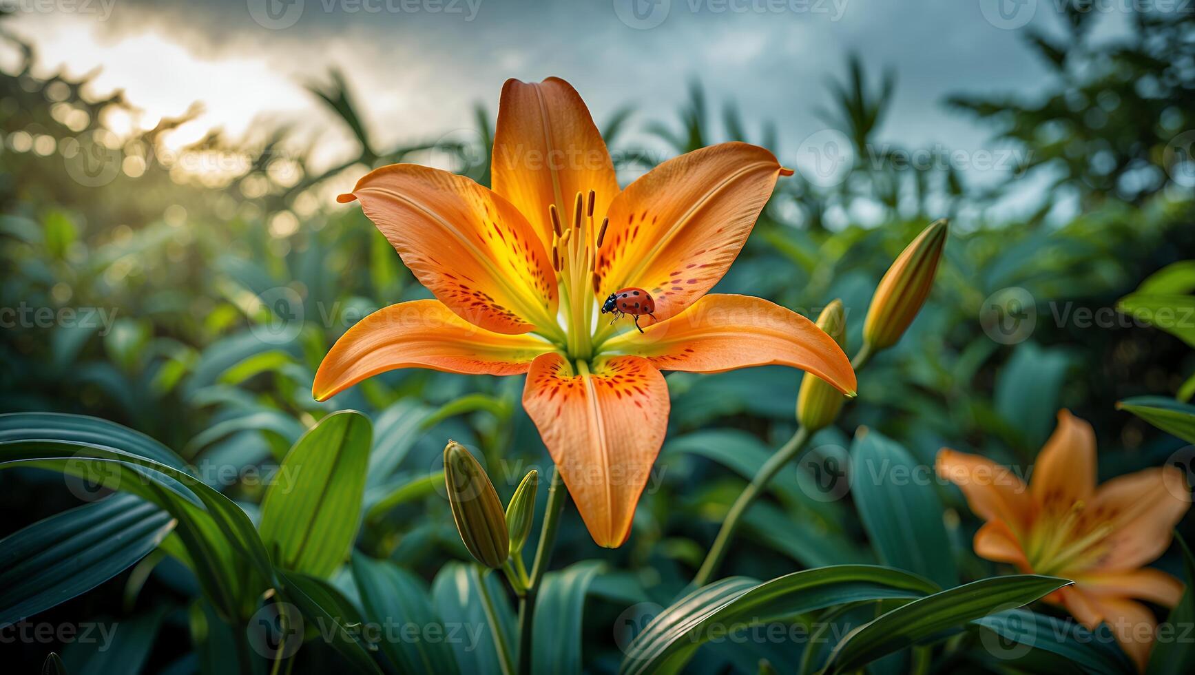 Tiger Lily with Ladybug in Garden Setting at Golden Hour photo