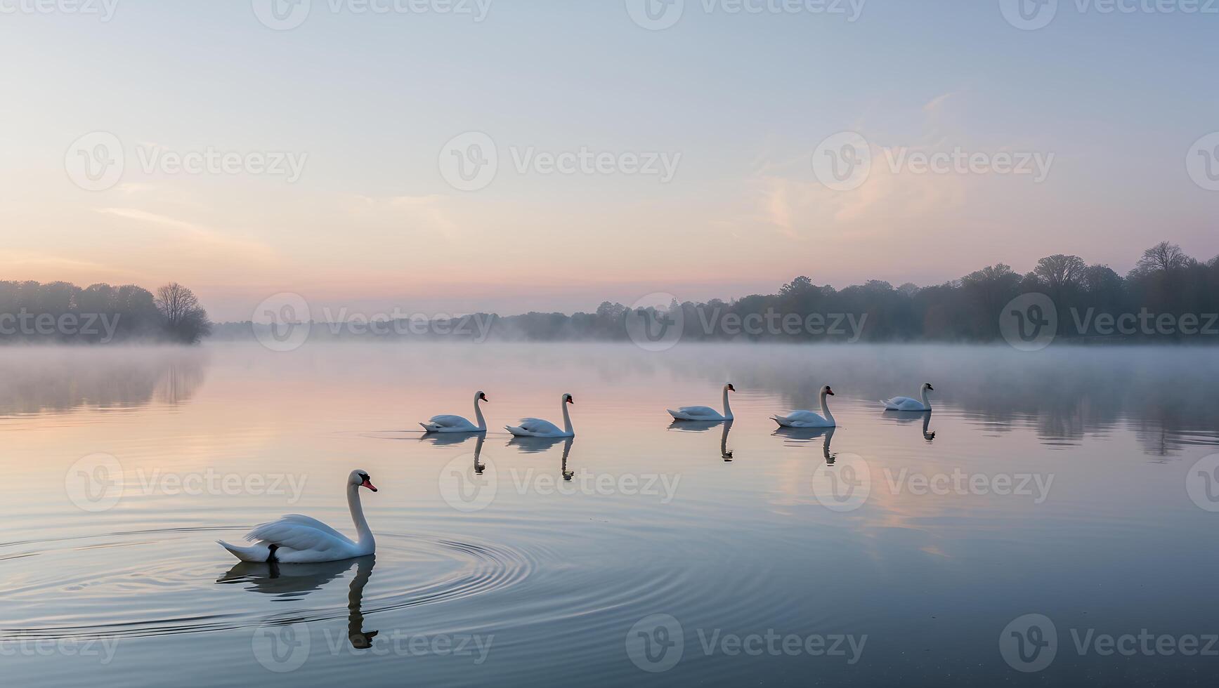 Swans Swimming on Calm Lake at Sunrise with Foggy Background photo