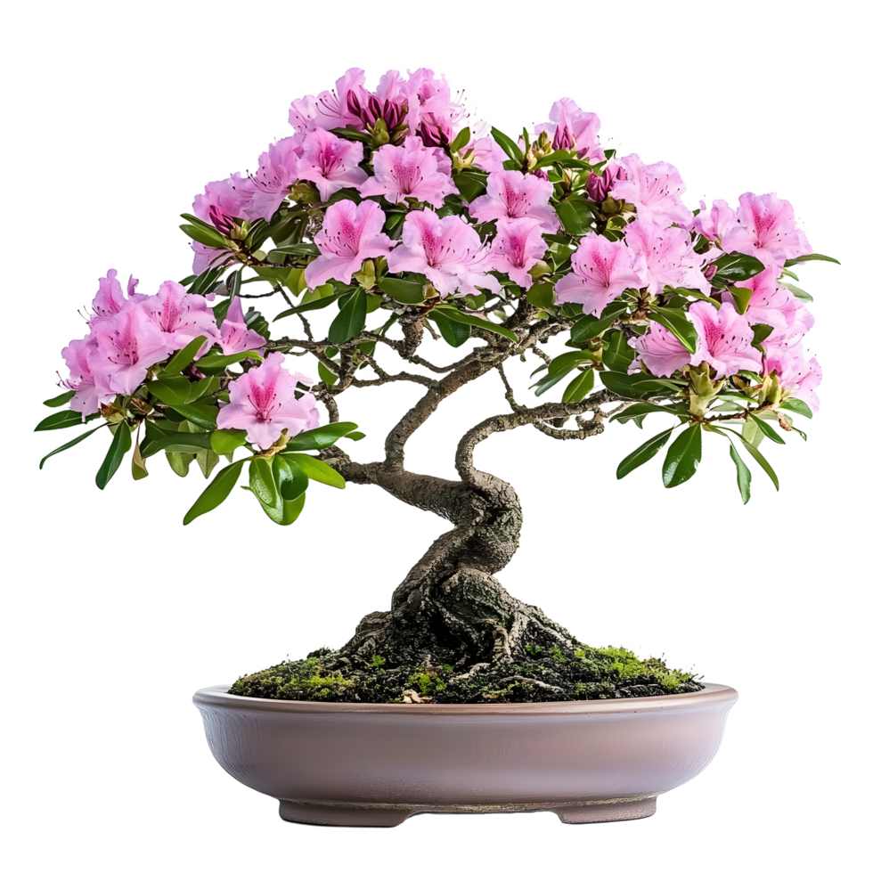 Pink Azalea Bonsai in a Pot, Isolated on Transparent png