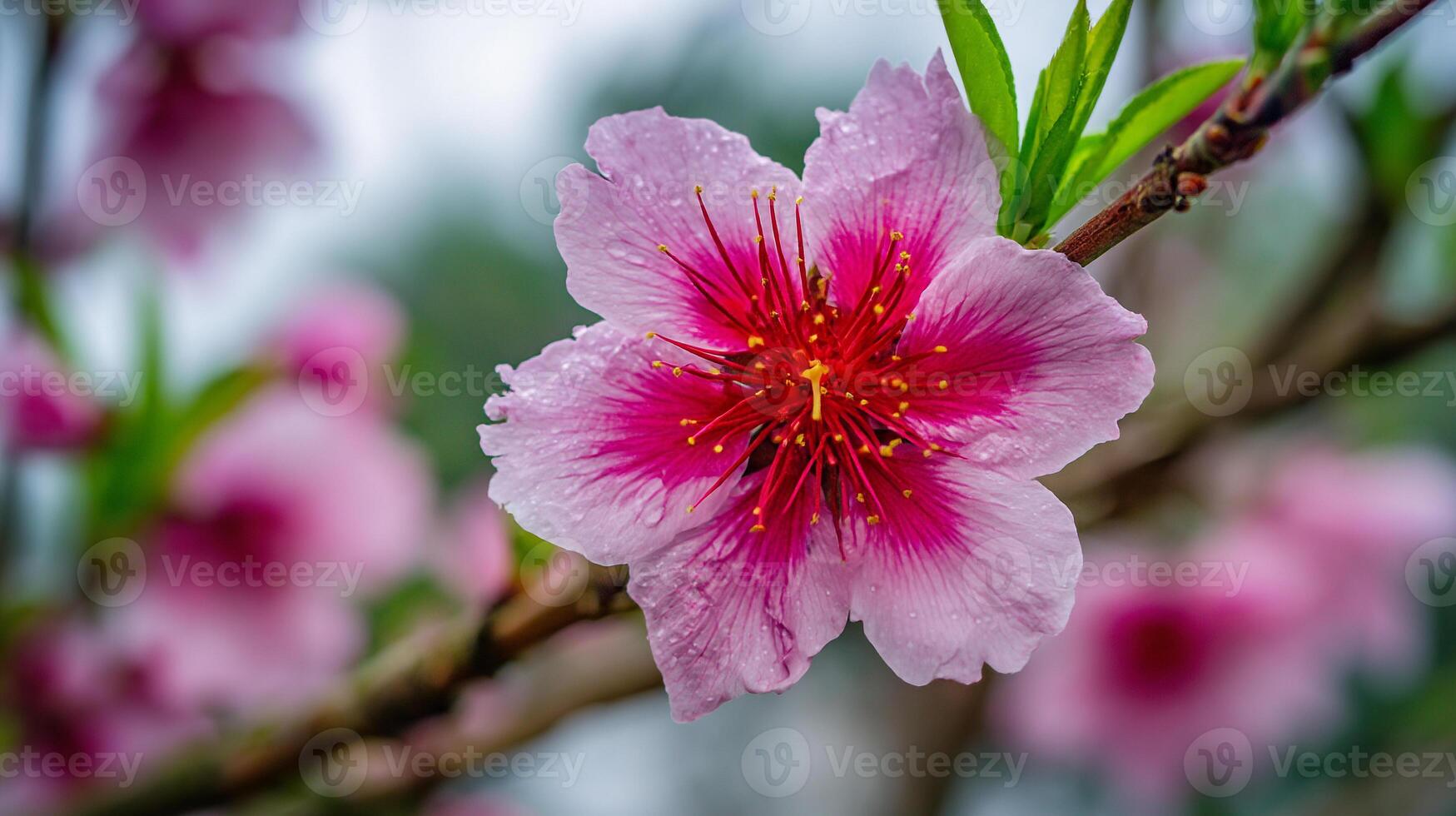 Tree flower bloom with vibrant color image detail photo