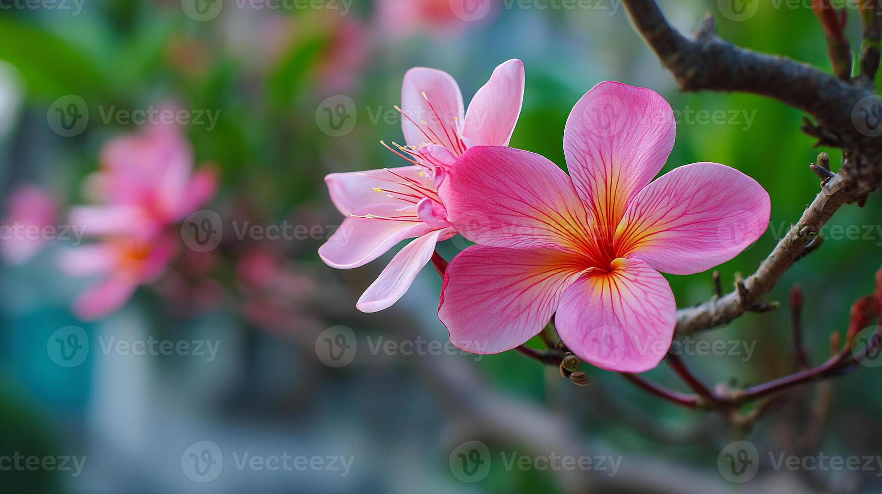 Blooming flower on a tree against soft natural sky wallpaper photo