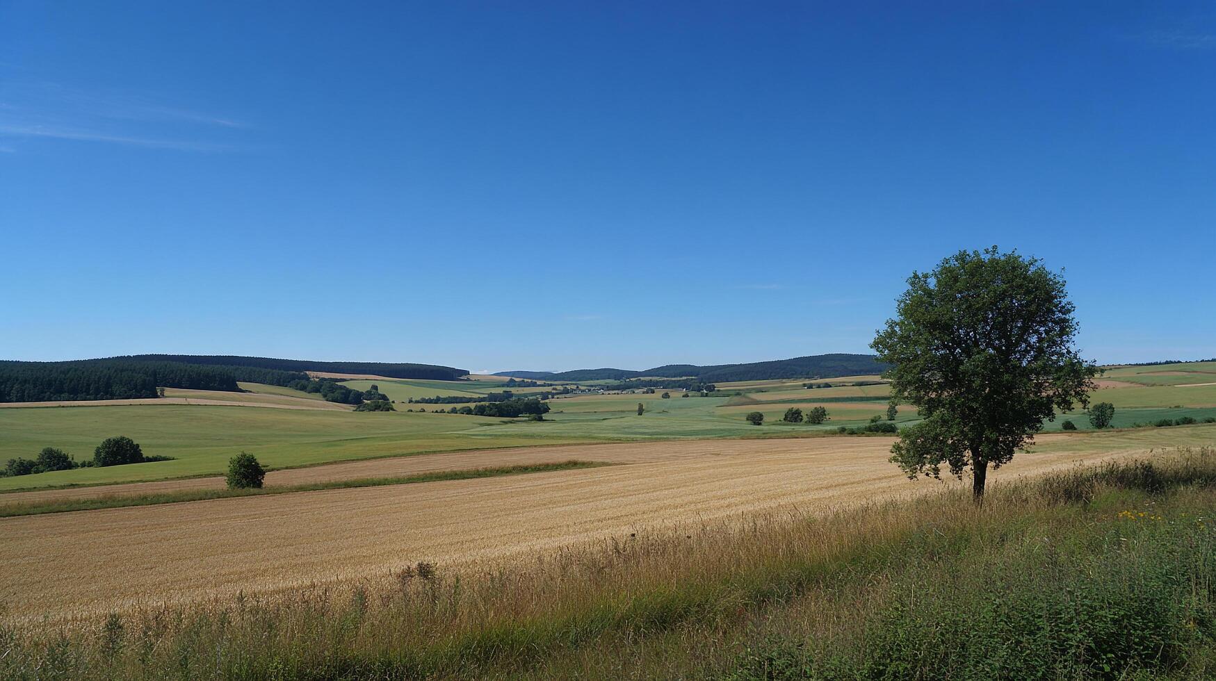 High detail landscape scenery of summer field with vivid colors photo