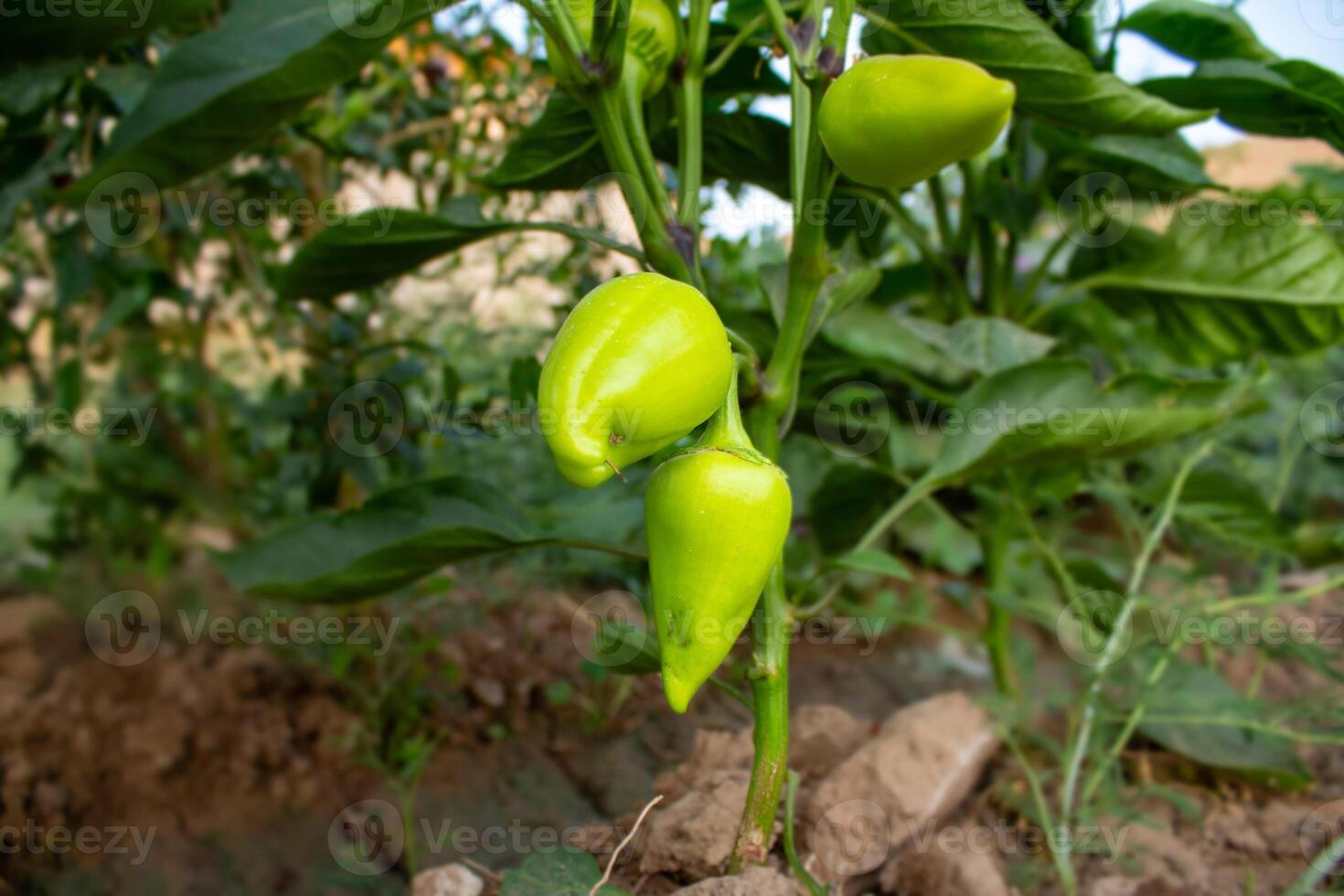 Sweet pepper in the garden photo